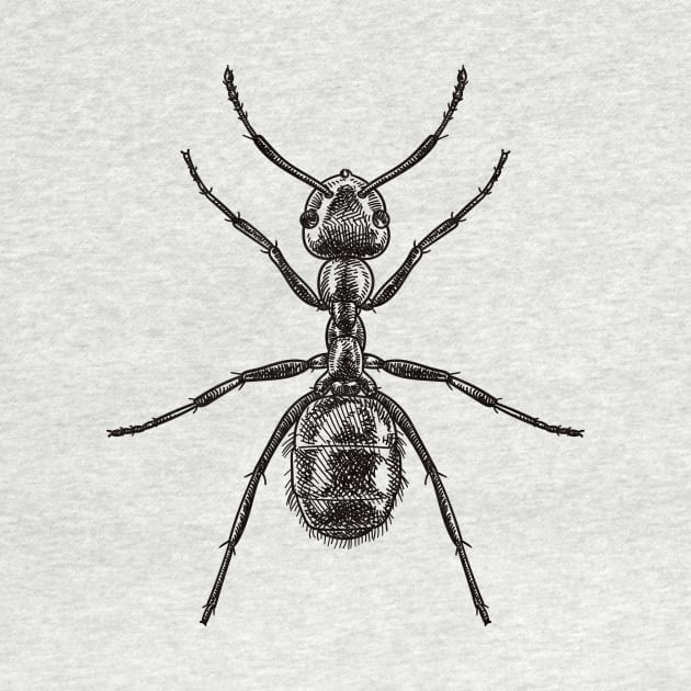 Drawing of an ant by StefanAlfonso
